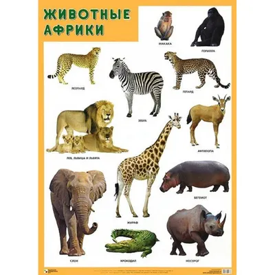 Учу дома: ДИДАКТИЧЕСКИЕ КАРТОЧКИ \"ДИКИЕ ЖИВОТНЫЕ АФРИКИ И ИХ ДЕТЁНЫШИ\"