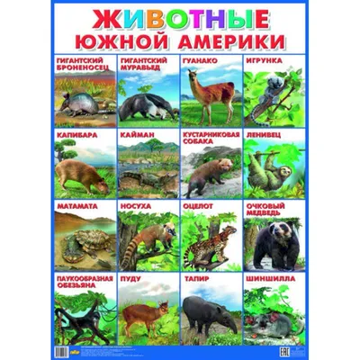 Дидактические карточки \"Животные Южной Америки\" - купить с доставкой по  выгодным ценам в интернет-магазине OZON (792578218)