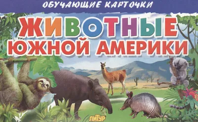 Обучающая книга «Животные Южной Америки», 20 стр. (7356618) - Купить по  цене от 16.00 руб. | Интернет магазин SIMA-LAND.RU