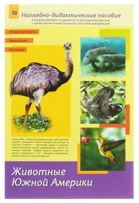 Дидактические карточки \"Животные Южной Америки\" МГП-9075 в Москве |  CLEVER-TOY.RU