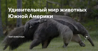 Аудиокнигу Животные Южной Америки (2020) слушать онлайн