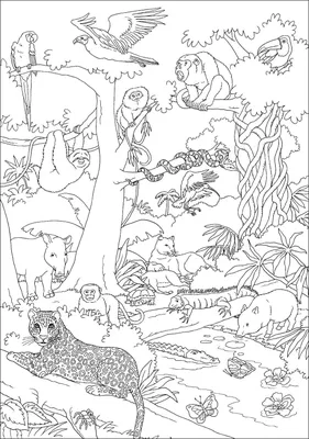 Иллюстрация 19 из 22 для Обучающие карточки \"Животные Южной Америки\" |  Лабиринт - игрушки. Источник: Алексей Гапеев