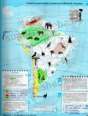 Богатый животный мир Южной Америки. Где проще всего посмотреть разнообразие  зверей | Съездить по Глобусу | Дзен