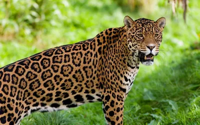 Необычные животные Южной Америки. Документальный фильм о животных - YouTube