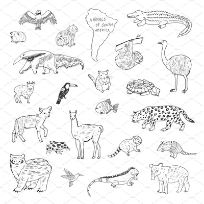 Набор обучающих книг 'Узнаём вместе. Животные нашей планеты', 4 шт. по 20  стр. (комплект из 10 шт) | AliExpress