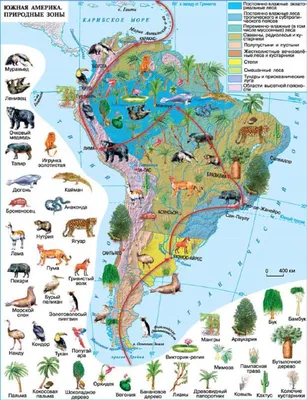 Решения | стр. 29. Узнаем о растениях и животных Южной Америки, стр. 29 —  География, 7 класс | Супер Решеба