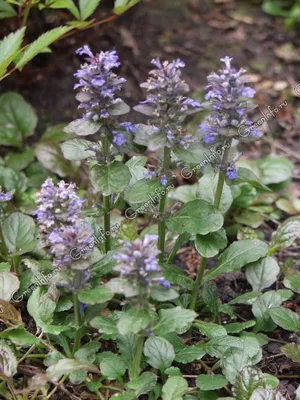 Ajuga reptans 'Burgundy Glow', Живучка ползучая 'Бургунди  Глоу'|landshaft.info