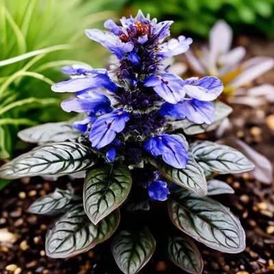 Ajuga reptans / Живучка ползучая (Аюга) | Многолетнее растен… | Flickr