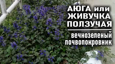 Аюга (живучка ползучая) \"Альба\" Горшок 0.7литра ― Садовый Центр Малиновые  Вечера