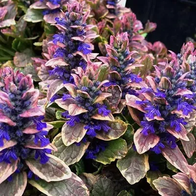 Живучка ползучая Variegata - Живучка - GardenPlants