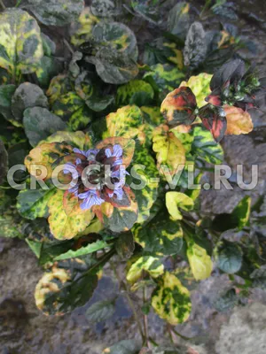 Живучка ползучая (Ajuga reptans Black Scallop)