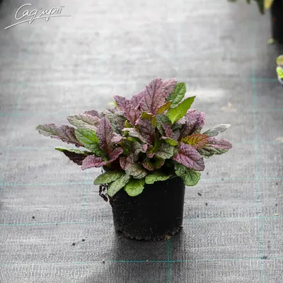 Живучка ползучая 'Black scallop' (Ajuga reptans 'Black Scallop')