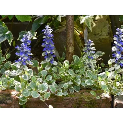 Живучка ползучая (Ajuga reptans `Burgundy Glow`) - Живучка ползучая