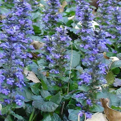 Живучка ползучая (Ajuga reptans `Atropurpurea`) - Живучка ползучая