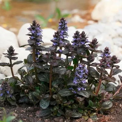 Живучка ползучая (Ajuga reptans 'Burgundy Glow') - купить саженцы в Минске  и Беларуси