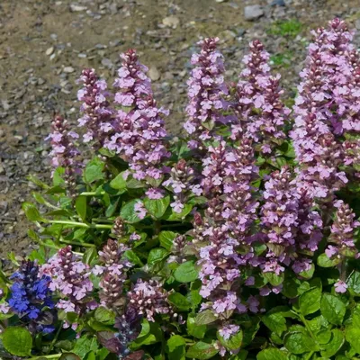 Живучка ползучая Bronze Beauty - Живучка - GardenPlants