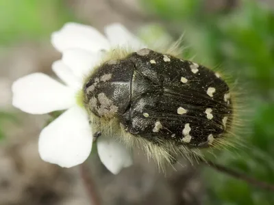 Оленка мохнатая (бронзовка мохнатая). Описание, методы борьбы |  Flora-Info.com