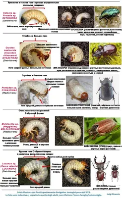 Бронзовка мохнатая - Wikiwand