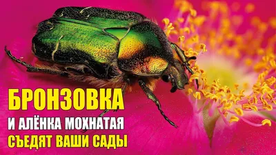 Why Did Funny Green Rose Chafer, Cetonia aurata, Wake Up At Winter? Чудо-Жук  Бронзовка. - YouTube