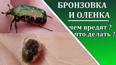 Личинки хруща и бронзовки очень похожи, но вредит только один . Как их  отличить - YouTube