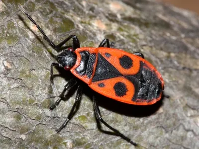 Мраморный клоп (Halyomorpha halys) - Picture Insect