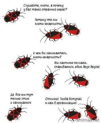 Чем жук-пожарник отличается от клопа-солдатика?. Это интересно! ВДПО.РФ