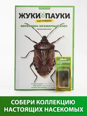 Живут ли клопы в одежде, обработка вещей