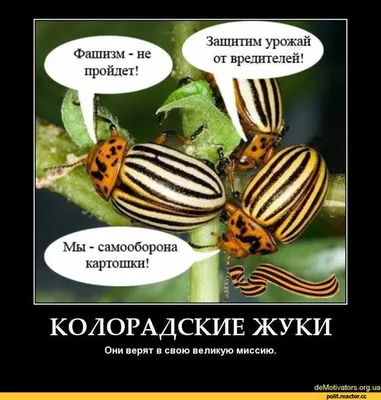 Небольшая коллекция бабочек, жуков и др. насекомых Украины: 1 500 грн. -  Коллекционирование Черновцы на Olx