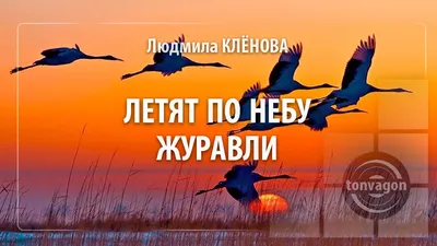 Журавли в небе: редкие краснокнижные гости посетили Ярославскую область –  видео- Яррег - новости Ярославской области