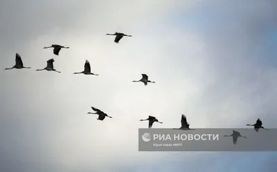 Журавль в небе фотография автора cherkasovavalena фото номер 260582 фотка  на ФотоПризер