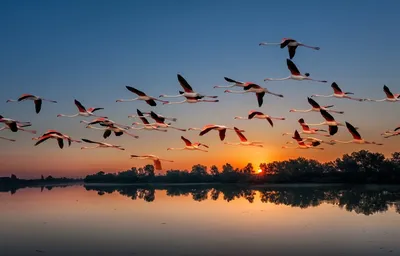 журавли, летящие в голубом небе Стоковое Фото - изображение насчитывающей  флора, независимость: 228394268