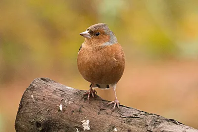 Птица Зяблик Природа - Бесплатное фото на Pixabay - Pixabay