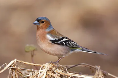 Зяблик — «лесной вокалист»: 10 интересных особенностей певчей птицы из  семейства вьюрковых | Приключения натуралиста | Дзен