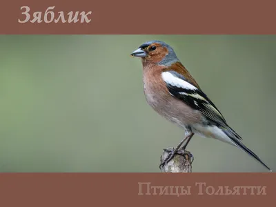 Зяблик | Животный мир и природа Красноярского края