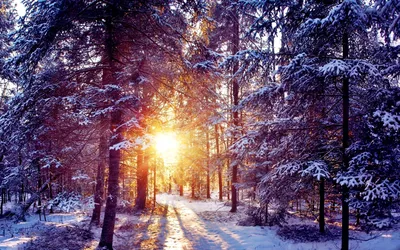 Ловим зимний рассвет. Фото активность для моих читателей | Люблю жизнь и  фотографирую | Дзен