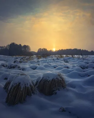 Зимний пейзаж маслом на холсте \"Ёлки встречают зимний рассвет\" в  интернет-магазине Ярмарка Мастеров по цене 14000 ₽ – GL8SDBY | Картины,  Рязань - доставка по России