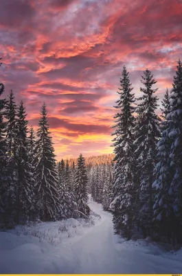 Природа. Зима. Закат. Деревня. Метель…» — создано в Шедевруме