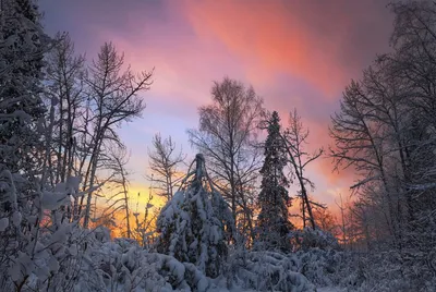 Скачать 1920x1080 лес, закат, зима, пейзаж, склон, заснеженный обои,  картинки full hd, hdtv, fhd, 1080p