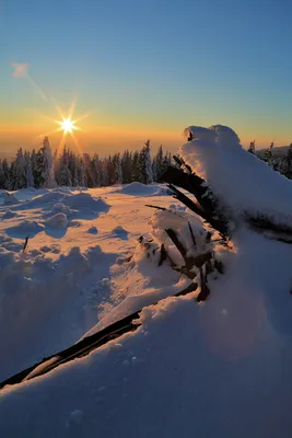 Зимний лес на закате. Фотограф Смольский Евгений