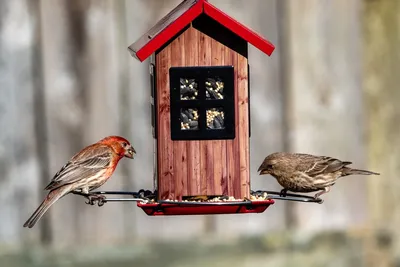 Чем лучше кормить птиц зимой и какую кормушку выбрать? | Новости |  ПроСевероуральск.ру