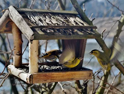 Зимние кормушки для птиц: как помочь пернатым перезимовать — Форум Domik.ua