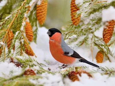 Зимние птицы города стоковое фото. изображение насчитывающей замерзано -  165716500