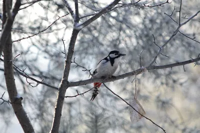 Самые редкие и красивые зимние птицы России | Vell | Дзен
