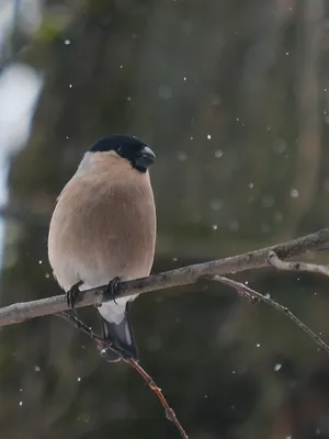 Где в Москве зимуют птицы - KP.RU
