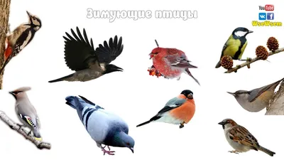 Зимние птицы Подмосковья | Пикабу