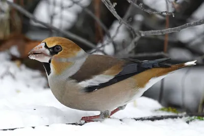 Птицы Подмосковья зимой - фото и картинки: 144 штук