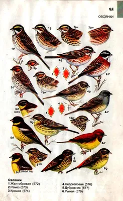 Птицы средней полосы зимующие (75 фото) - красивые фото и картинки  pofoto.club