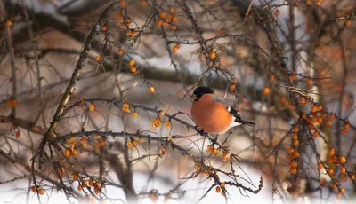Зимние птицы подмосковья - 73 фото