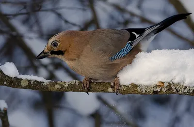 Птицы зимой (59 фото) - 59 фото