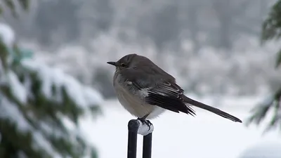 В Перми стартует акция «Покормите зимующих птиц 2015-2016»